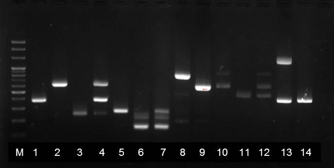 그림 5.6 5 종병원성대장균검출을위한 Multiplex Conventional PCR 결과 Lane M : 100 bp DNA ladder, 1 : EAEC, 2 : EIEC, 3 : EPEC or EHEC, 4 : EPEC+EAEC+EIEC, 5 : ETEC(LT), 6 : ETEC(STh, STp), 7 : ETEC(LT, STh, STp) 8 :