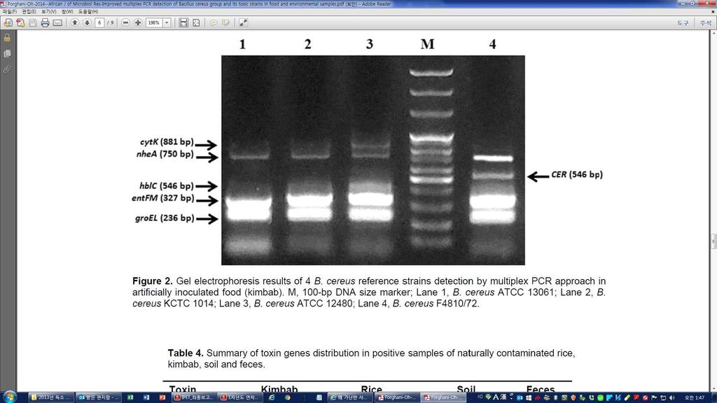 그림 3.1 바실러스세레우스표준균주에서구토및설사관련유전자들에대한 PCR의전기영동결과 (Gel electrophoresis results of 4 B.