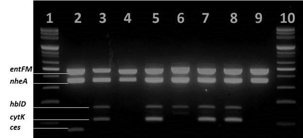 그림 3.7 Multiplex PCR results of 8 B. cereus reference strains.