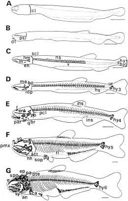 232 한경호 김두용 노병률 오성현 김용민 진동수 김용억 Fig. 2. Development of the skeleton in Ilisha elongata (Bennett). A: 5.02 mm in total length (TL); B: 7.82 mm in TL; C: 11.72 mm in TL; D: 14.62 mm in TL; E: 18.