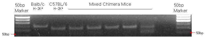 - 박헌석외 6 인: 자연살세포억제와저용량방사선골수조사방법으로유도된혼합키메라의동종췌도이식거부반응억제효과 - Fig. 3. Induced mixed chimerims Balb/c confirmed by genomic DNA PCR in peripheral blood. Fig. 4.