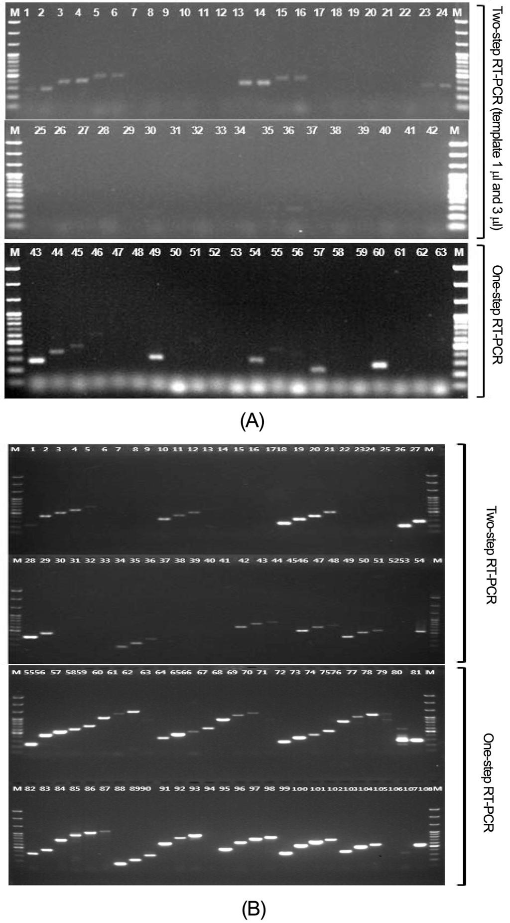 RT-PCR 에의한카네이션괴저바이러스와카네이션둥근반점바이러스정밀진단 39 뢰하였으며 (Bioneer, Korea), 분석된염기서열에서 primer binding site를확인하였다.