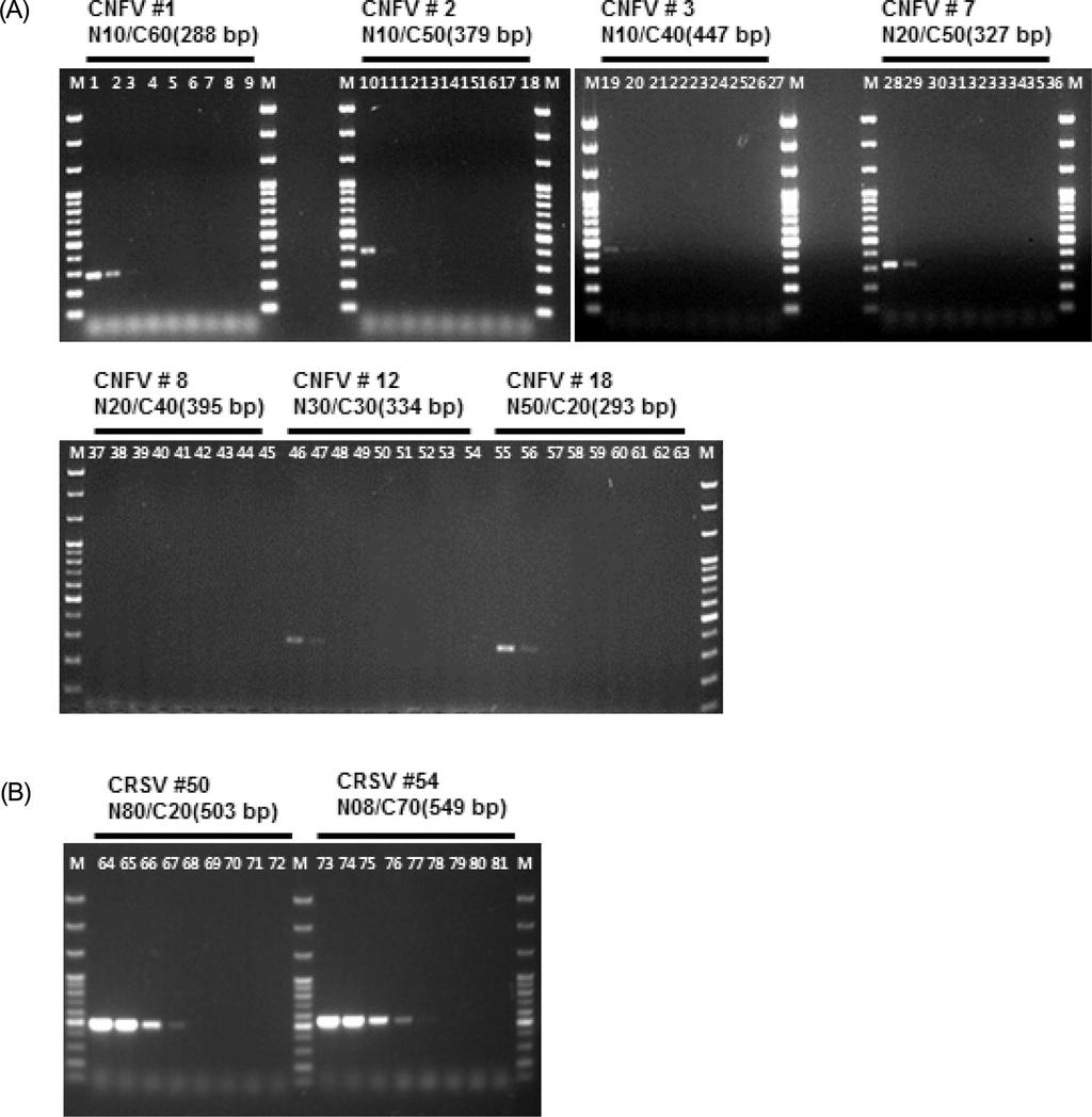 RT-PCR에 의한 카네이션괴저바이러스와 카네이션둥근반점바이러스 정밀진단 41 Fig. 3. PCR sensitivity test for the detection of CNFV and CRSV. (A) CNFV.
