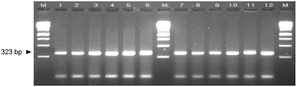 Fig. 1. Agarose gel electrophoresis of PCR products by using primer pairs hipo gene for identification of C. jejuni. Lane 1 to 12, C. jejuni; M, size marker; lane 1, strain no.