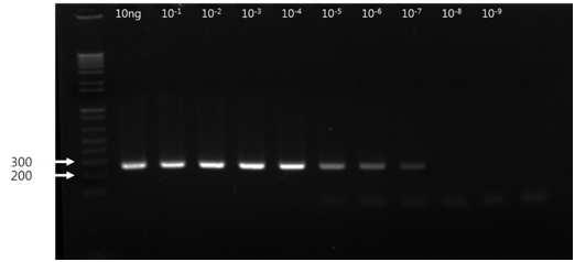 4) electrophoresis result Target band: 257 bp Enzynomics 2X TOPsimple TM DyeMIN-nTaq (primer 각 0.4 μl, sample DNA 3 μl적용 test 결과 ) 3. TaqMan R PCR (Real-time PCR) King et al.