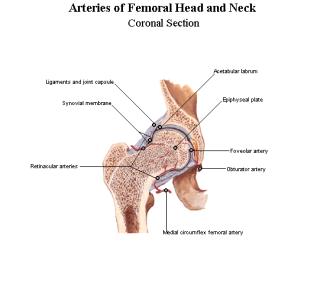 MR Clinical Application 6-4-3-1 Hip joint 고관절은대퇴골두와관골구사이에이루어지는구상관절로서강한관절낭으로싸여있다. 대퇴골두는 acetabulum속에깊게들어있어해부학적으로매우안정되어있으며강한관절인대와관절주변의두텁고강한근육층에의해싸여있다.
