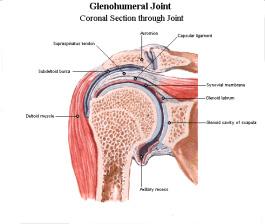 MR Clinical Application 6-4-3-2 Shoulder joint( 견관절 )
