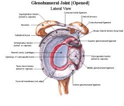 견관절의 MR적용은 rotator cuff injury, 상완관절불안정 (Glenohumeral instability), 상완이두건손상 (biceps tendon