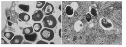 284 최정권 김한준 박창범 이치훈 송영보 이경준 여인규 이정의 장대수 하동수 이영돈 A B Fig. 2. Morphological features of the gonad in SFI and SMI were stained with H E.