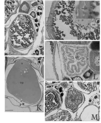 286 최정권 김한준 박창범 이치훈 송영보 이경준 여인규 이정의 장대수 하동수 이영돈 Fig. 4. Photomicrographs of the ovary of B. japonicus were stained with H-E.