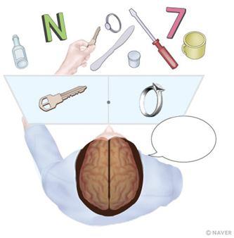 5) 대뇌피질 : 두개의독립된반구로나뉘어있으며, 뇌량에의해연결되어있음. ( 두정엽: 체감각, 측두 엽: 청각, 후두엽: 시각정보를처리하고이들정보를통합 / 전두엽: 뇌뒷부분에서처리된정보를받아적 절한행동계획수립및관리, 구체적운동집행) 기저핵 : 운동조절에관여 변연계 : 정서행동과학습및기억에관여 title 3 행동에대한화학적조절 뇌와행동에대한화학적조절 1.