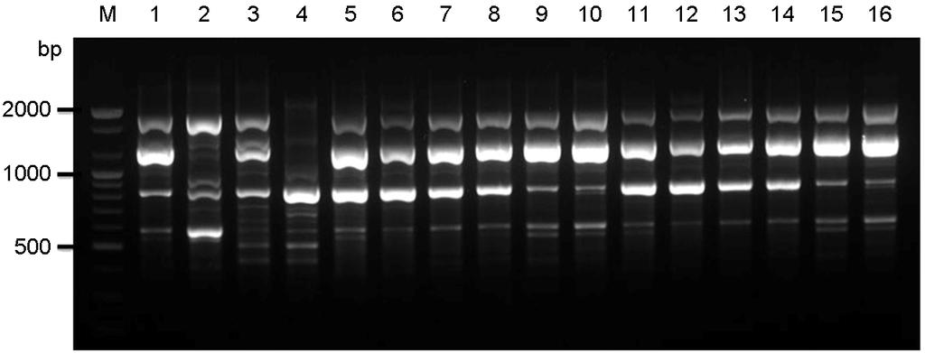 Molecular Typing of Clinical C. neoforomans Isolates in Korea 115 Figure 1. PCR-fingerprint profiles amplified with the primer M13. Lane #1~#4, C.