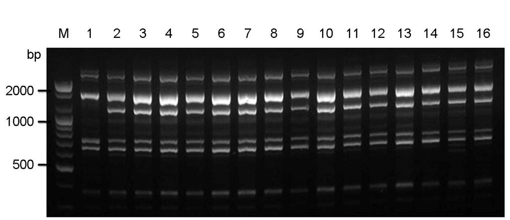 neoformans 균종의분류는 C. neoformans와 C. gattii으로나누어지며, 이들균종의 유전적다양성으로 C. neoformans에는 VNI-VNIV형, C. gattii에는 VGI-VGIV형의각각 4종류의유전자형이존재한다 (20). 전세계적으로 C.