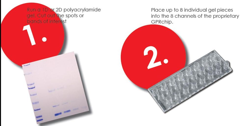 (A), and the protein recovery process (B).