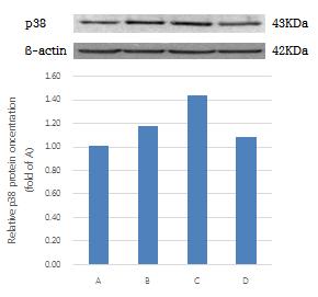 5] inos protein Expression in the medulla oblongata. 3.2.