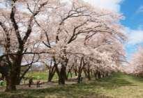 54 종류 5,000 그루의벚나무가 1 개월동안아름다운광경을연출합니다.