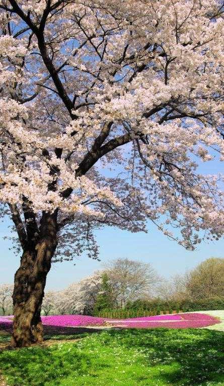 1,400그루벚나무가활짝벚꽃을피우면 2킬로미터나되는거리는벚꽃터널이되어숨이멈출정도로아름답기그지없습니다.