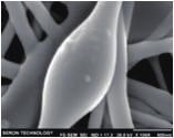 1536 ~ 8192 X 6144) IMAGE ANLYZER FE-SEM SEMIRON 5000 Field Emission Scanning Electron Microscope Multi-Focusing/Image