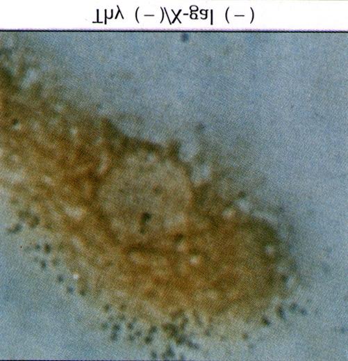 0%) 이었다. Fig. 4.