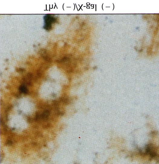 during retroviral infection. Fig. 5.