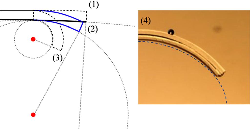 다층하이드로젤자가접힘에따른생체로봇설계및특성분석 349 Figure 4. Curvatures of the multi-layered hydrogels estimated by a mathematical model developed for the curvature of a heat-induced bimetallic strip (1-3).