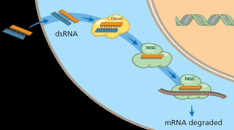 sirna 신약 : 질병유발단백질생성되지못하게유전자발현억제 질병치료제로서의