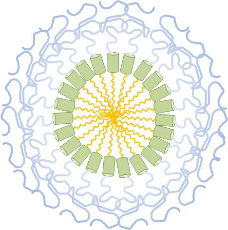 단분자형태로서혈액내안정한생리활성나노입자형태로 99% 의수율로제재화가능 (A) (B) (C) C24-PEG (D) lipid/hydrophilic