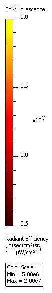 Avg Radiant Efficiency [p/s/cm²/sr] / [μw/cm²] SAMiRNA -IPF: Delivery to Inflamed Lung after I.