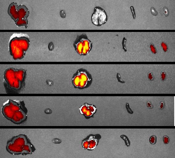 5 labeled SAMiRNA -IPF i.v inj Cy5.5-SAMiRNA Liver Heart Lung Spleen Kidney Control Cy5.5-SAMiRNA I.V (5mpk) Sacrifice & Ex-vivo imaging 12hr 1.8E+07 1.