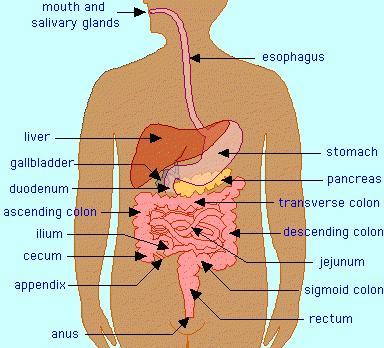 Lb. gasseri BNR17 체중조절기전 Exopolysaccharides (EPS)- 탄수화물이단당류로흡수되는것을소장에증착된유산균이단당류의흡수를저해하면서다당류 (EPS) 로전환시키게되고, 이렇게전환되어진 EPS 는배변으로나올때까지인체에다시흡수되지않으므로비만억제에효과를얻을수있음 BNR