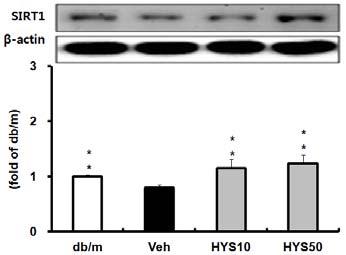 HYS이 SIRT1, AMPK 발현에미치는영향 HYS의당및지질대사조절기전을구체적으로탐구하기위해 SIRT1과상호촉진작용을통해세포대사를조절하는 AMPK의발현정도를 Western blotting을통해확인하였다.