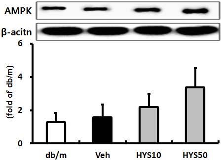 SIRT1 (A), AMPK (B) protein expressions in liver. HYS50 : HYS 50 mg/kg treated db/db mice. β- actin was used for loading control. Bars represent means±sd.