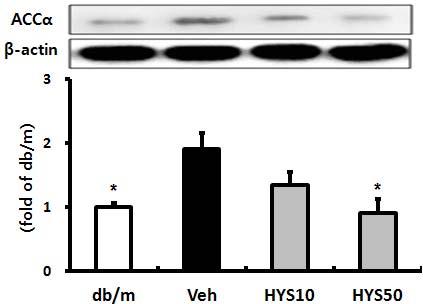 장수영 정유선 신현철 HYS50 : HYS 50 mg/kg treated db/db mice. β- actin was used for loading control. Bars represent means±sd.
