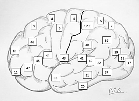 중심고랑구부위뿐만아니라뇌기능을평가하는방법은1909 년에포유류의대뇌피질을연구하여인간의뇌를 47개의영역으로분류한독일의사브로드만 (Korbinian Brodmann, 1868 1918) 방법이현재가장널리쓰이고있다.