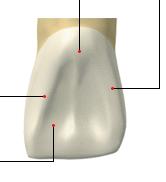 2) 설면 1 순면보다작음 설면결절 원심변연융선 2 치경부가좁아져서 V shape 3 설면와형성 : 오목한면 -