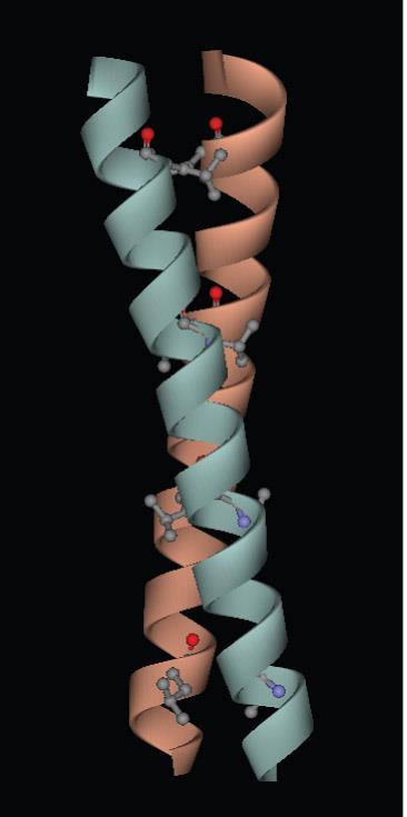 16.5 DNA binding domain with basic region leucine zippers 여태까지배운것은 globular structure