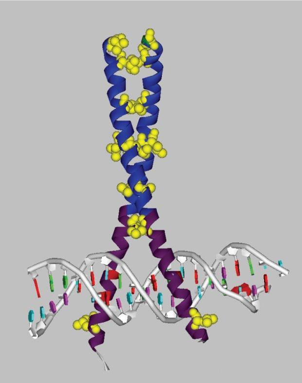 그러면어떻게 Gcn4 dimer 가 DNA 와 interact 하는가를살펴보자. leucine zipper motif 바로옆에 basic ( 염기성 ) 아미노산이존재하며 DNA recognition 을위하여필요하다. basic amino acid 서열은 leucine zipper 과함께 bzip DNA binding domain 을만든다.