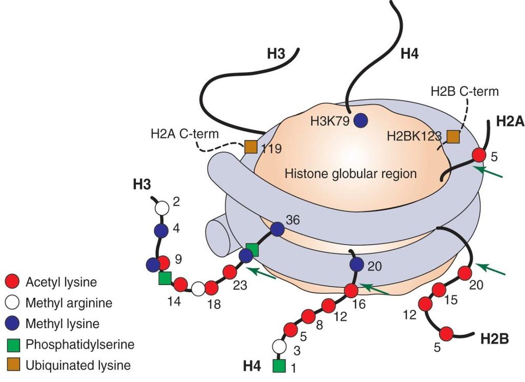 Histone modifications influence transcriptional activity acetylation histone acetyltransferases (HATs) occurs on specific Lys residues in N-terminal tails enhances transcription by destabilizing