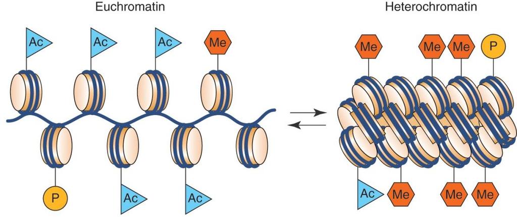Histone modification influences chromatin structure histone N-terminal 의 modification 에의하여 chromatin 의구조가바뀜을보여준다. 더많은연구가필요함.