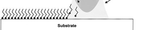 and substrate The tip-substrate contact time and the scan speed Relative humidity