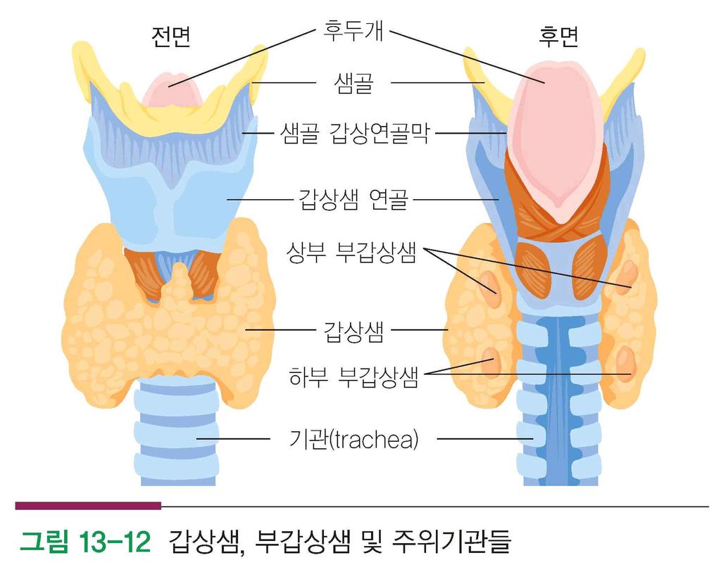 Ⅲ 갑상샘장애와간호 1. 구조와기능 1) 구조 갑상샘은신체내의내분비샘중가장큰샘이며, 기관의전면의중앙에있는협부 (isthmus) 를중심으로양측엽 (lobe) 으로연결되어 H자와같은모양을하고있음.