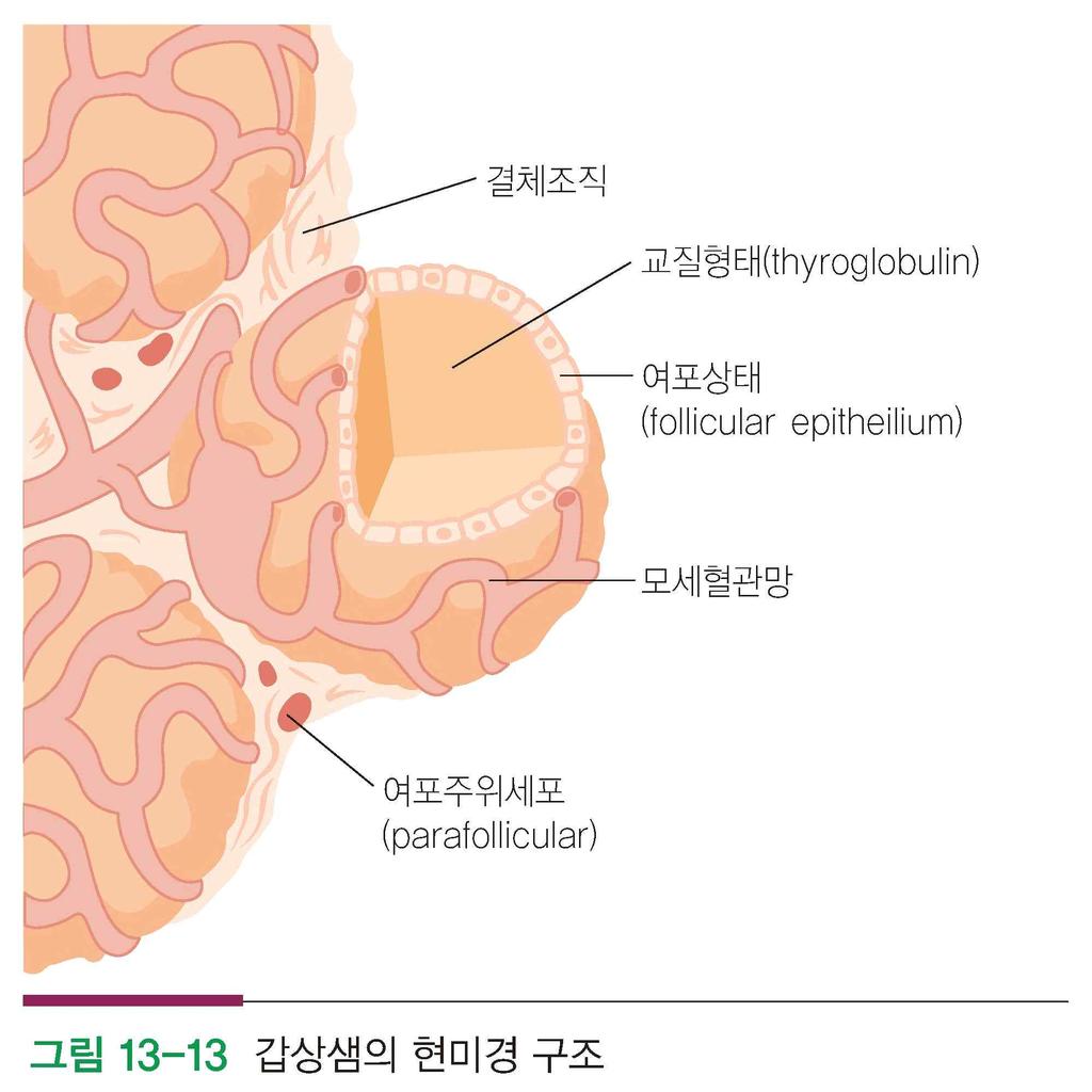 (thyroxine) 호르몬 (T₃, T₄) 의저장형태임. 갑상샘의무게는 15~30g, 얇은결합조직의막으로싸여있음.