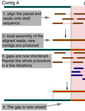 5 레퍼런스 Gap closing 조립하고메꿔지지않은 gap을 closing하기위하여 IMAGE (Tsai et. al., Genome Biology, 2010) 프로그램을이용하여 gap을 closing한다.