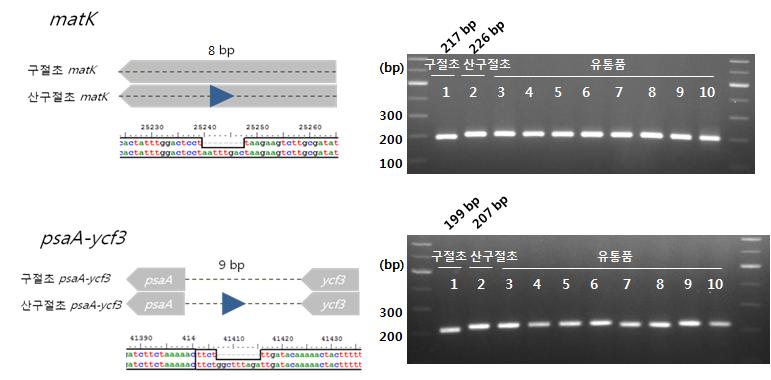 < 표 >. 구절초와산구절초종감별마커후보군 No. Marker name Position Location Direction Primer seq.