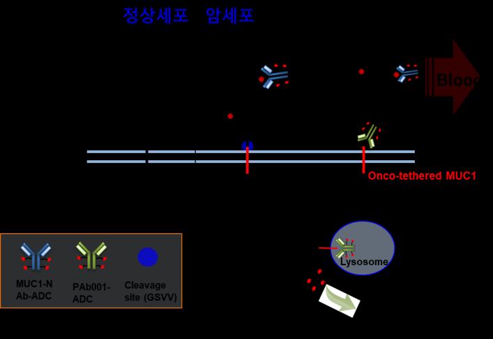 자체개발항암제신약뮤신 1 에대하여 여러암종타겟가능하고, 전임상에서우수한효능뮤신1(Muc1) 은세포표면당단백질로다양한암과암줄기세포에서높게발현되는특성을갖고있다. 뮤신1의과발현은유방암, 결장암, 난소암, 폐암및췌장암등과관련있는것으로알려져있다.