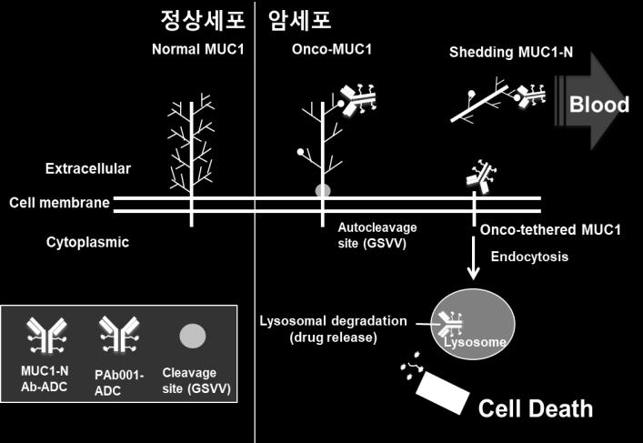 정상세포와암세포의 MUC1 MUC1 자료 : 펩트론, 키움증권리서치센터 자료 : 위키피디아, 키움증권리서치센터 삼중음성유방암 (TNBC, Triple Negative Breast Cancer) 은전체유방암의 15~2% 를차지하며, 무진행생존기간이평균