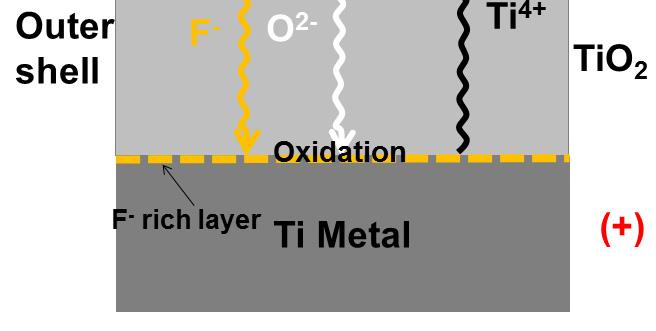 (a)-(b) Schematic diagrams showing growth of oxide by field aided transport of mobile ions through the oxide layers in the absence and presence of fluoride ions: fluoride migration leads to