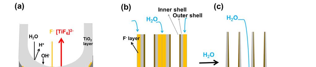 양극산화를이용한산화타이타늄나노튜브구조형성원리 603 (a) Figure 4. (a)-(c) Schematic diagrams showing (a) growth of TiO 2 nanotubes by anodization.