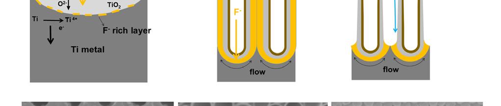 electrolyte. (d)-(e) Repetitive SEM images of (d) porous and (e) tubular surface morphology. (f) SEM image of bottom of anodized TiO 2 nanotubes. (b) Figure 3.