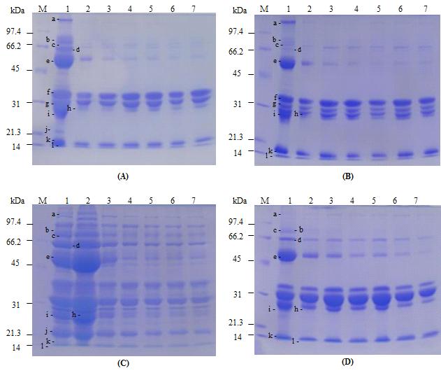 축종별초유의단백질변화 Fig. 1. Acrylamide gel electrophoretic patterns of colostrum in mammalian species during 7 days after parturition by CBB staining.